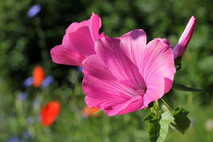 Lavatera - penanaman dan penjagaan di ladang terbuka. Menanam bunga Lavatera dari biji. Penerangan, jenis. Gambar