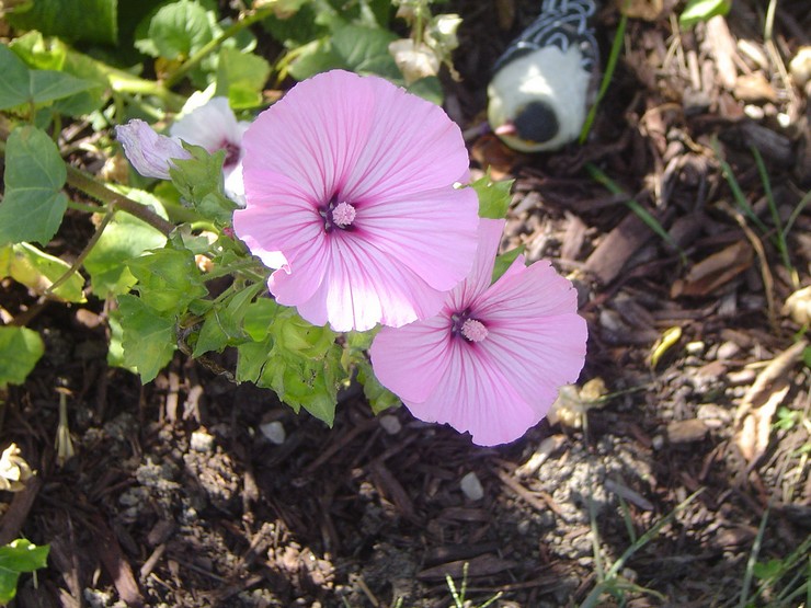 Plantering av lavater i öppen mark