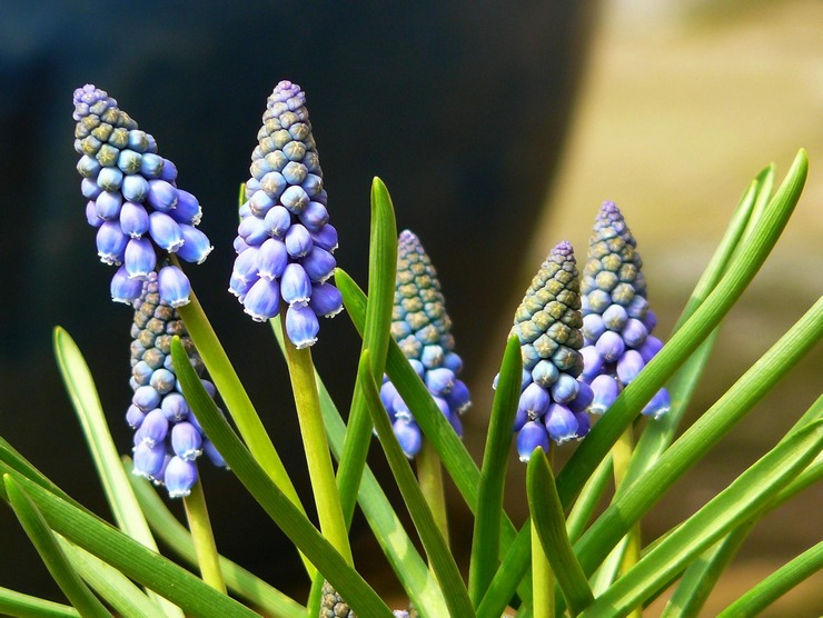 Muscari - plantering och grooming utomhus. Odling av muscari, avelsmetoder. Beskrivning, typer. Ett foto