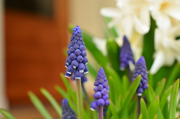 Beskrivning av muscari blommor