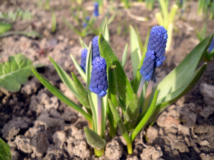 Plantera muscari i öppen mark