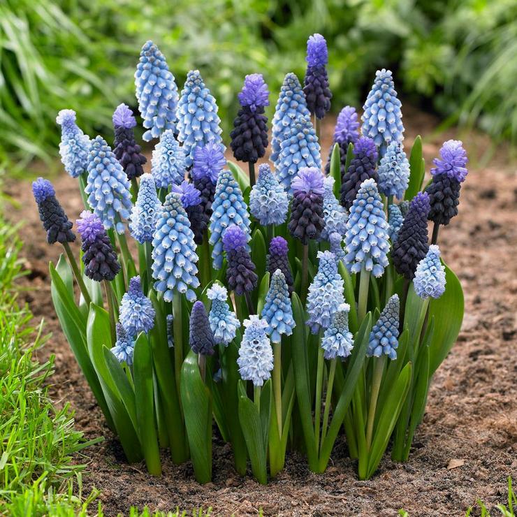 Muscari blomma vård