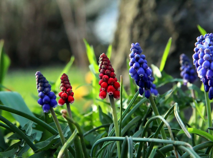 Typer och sorter av muscari