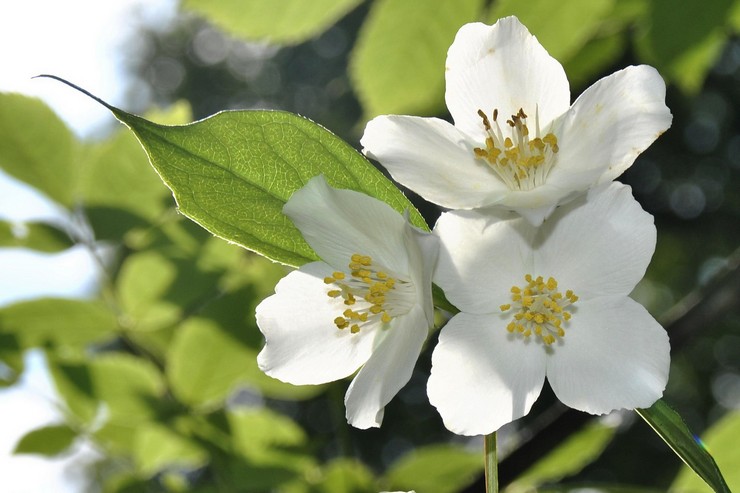 Chubushnik - plantering och vård i det öppna fältet. Odling av en chubushnik, avelsmetoder. Beskrivning, typer. Ett foto