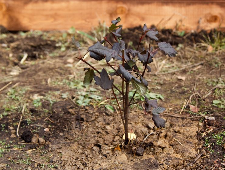 Plantering av urinblåsan i öppen mark