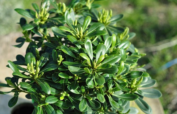 Pittosporum (hartsfrö) - hemvård. Pittosporum odling, transplantation och reproduktion. Beskrivning, typer. Ett foto