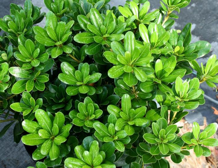 Merawat pittosporum di rumah