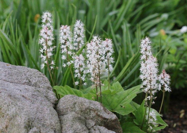 Tiarella - menanam dan merawat di kawasan lapang. Tiarella tumbuh, kaedah pembiakan. Penerangan, jenis. Gambar