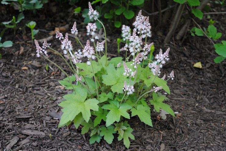 Beskrivning av tiarella