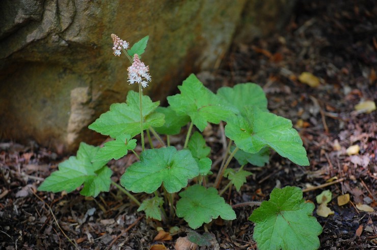 Planterar tiarella