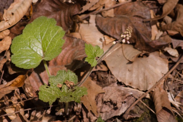 Reproduktion av tiarella