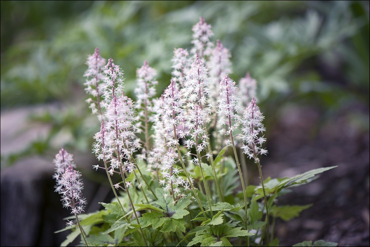 Varieti tiarella hibrid terbaik