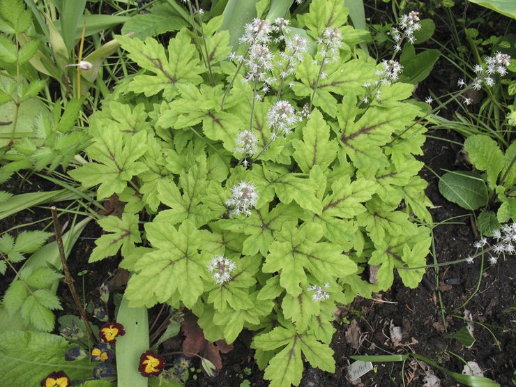 Tiarella vård i öppen gunta