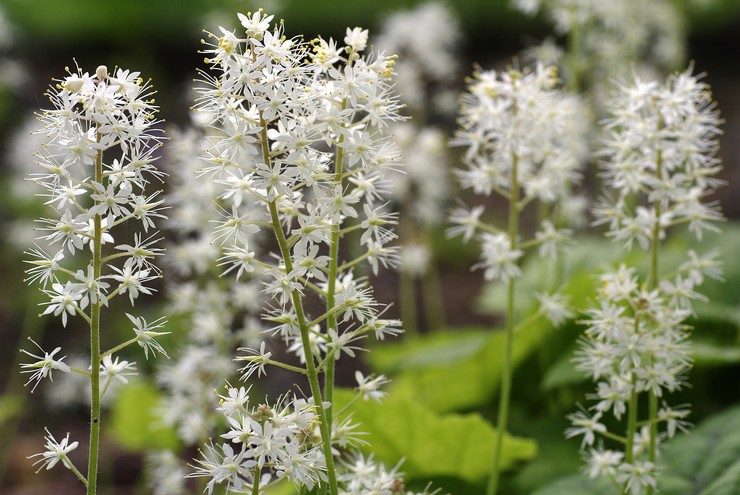 Typer och sorter av tiarella