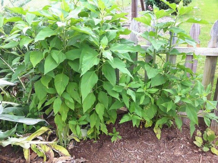 Penjagaan artichoke Yerusalem