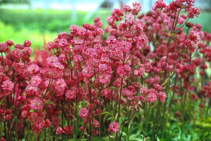 Astrantia i landskapsdesign