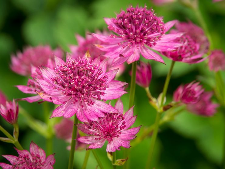 Astrantia är stort eller astrantia är stort