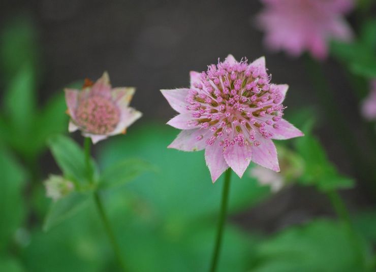 Astrantia är den största