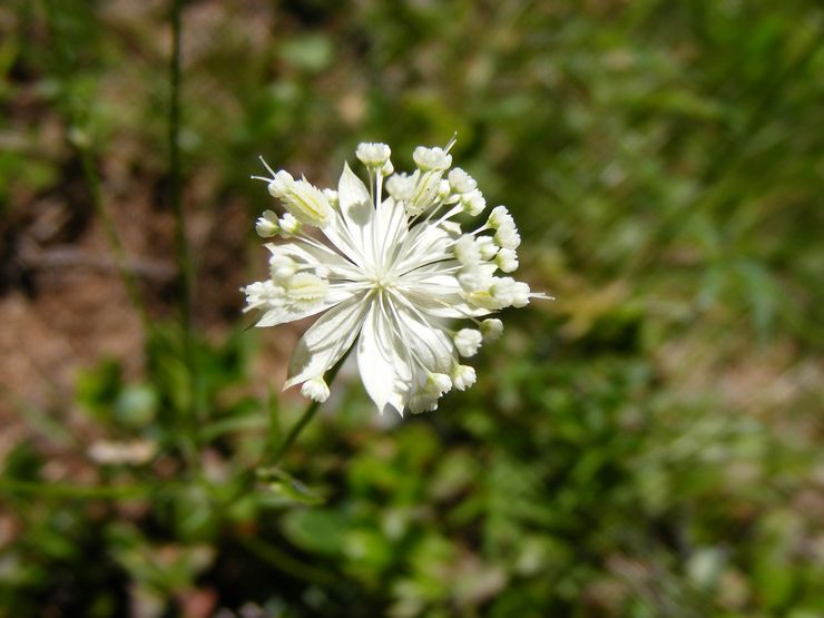 Astrantia kecil