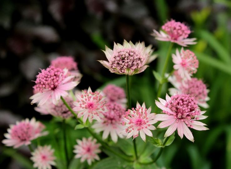 Astrantia växt