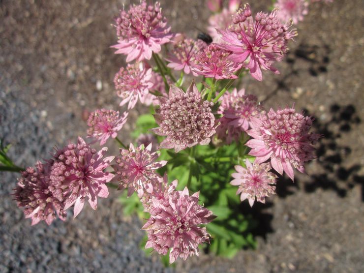 Reproduktion av Astrantia