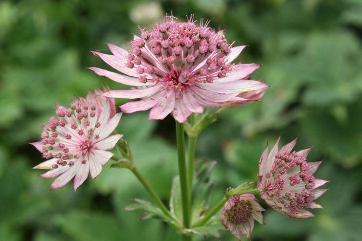 Astrantia efter blomning