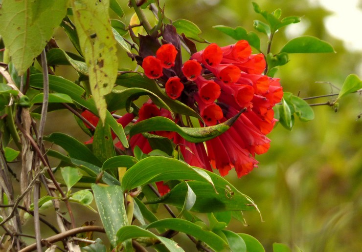 Merawat bomarea di kebun