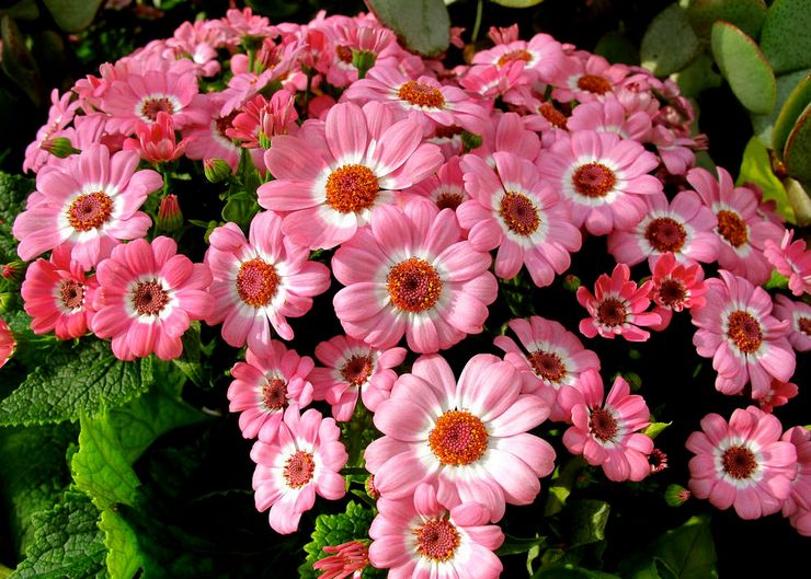 Cineraria hybrid