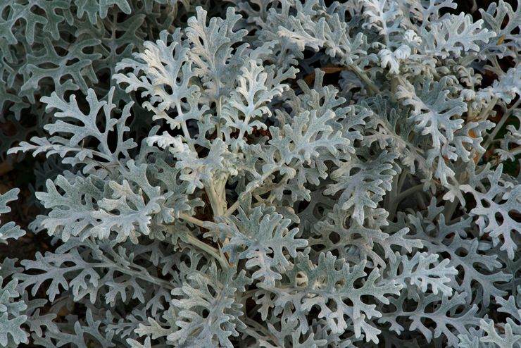 Cineraria kust