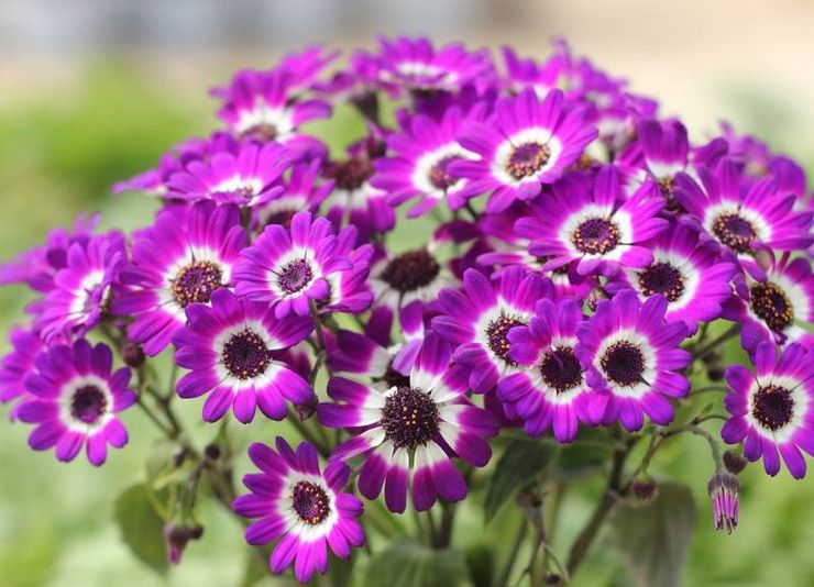 Cineraria växt