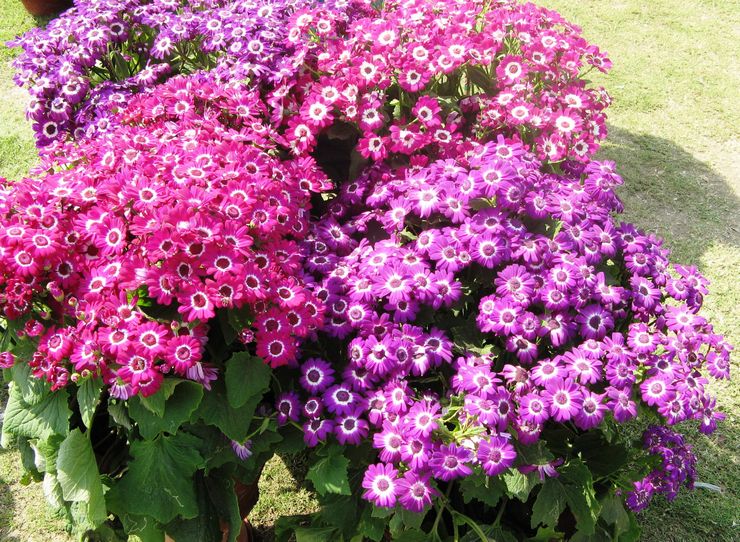 Cineraria vård