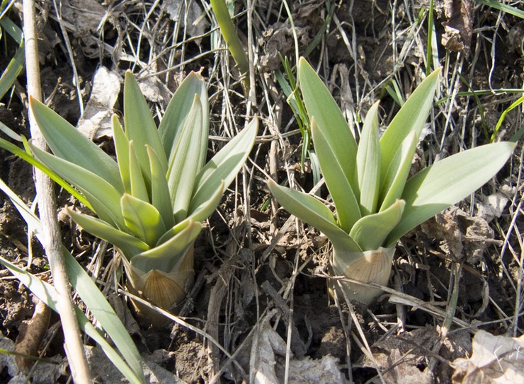 Växande eremurus från frön