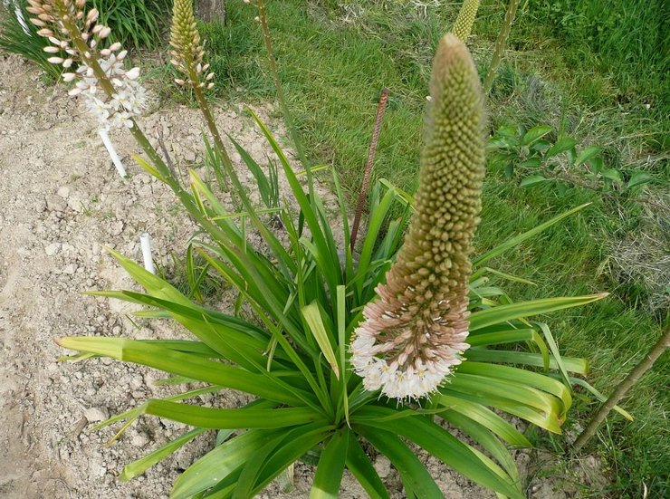 Merawat eremurus di kebun