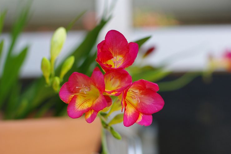 Freesia hemma