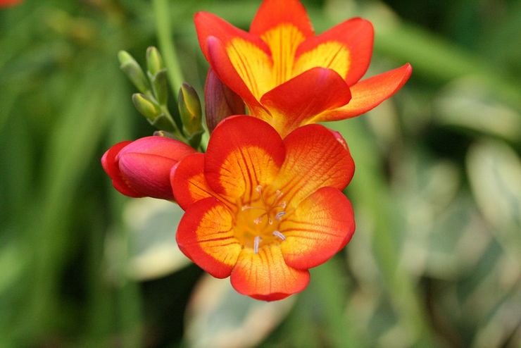 Penerangan mengenai freesia