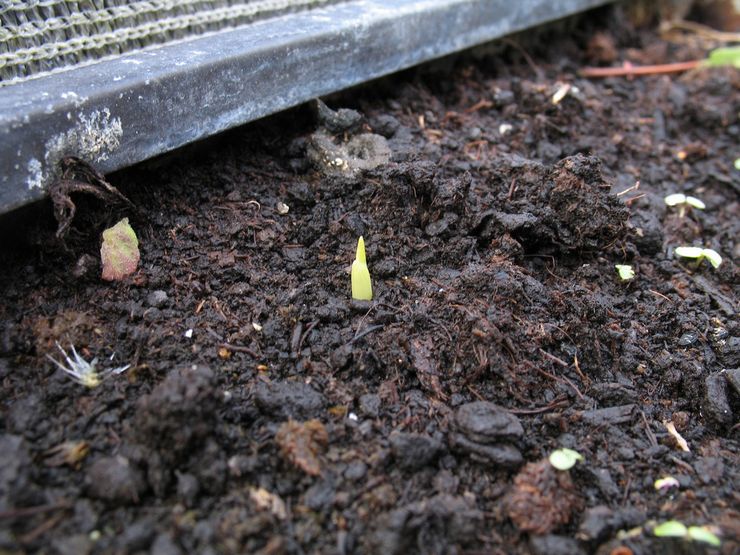 Plantering av fresia i öppen mark