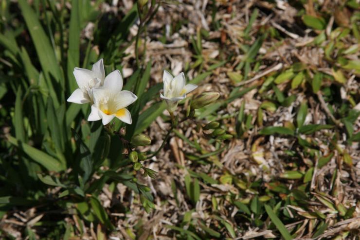 Tanah untuk tumbuh freesia