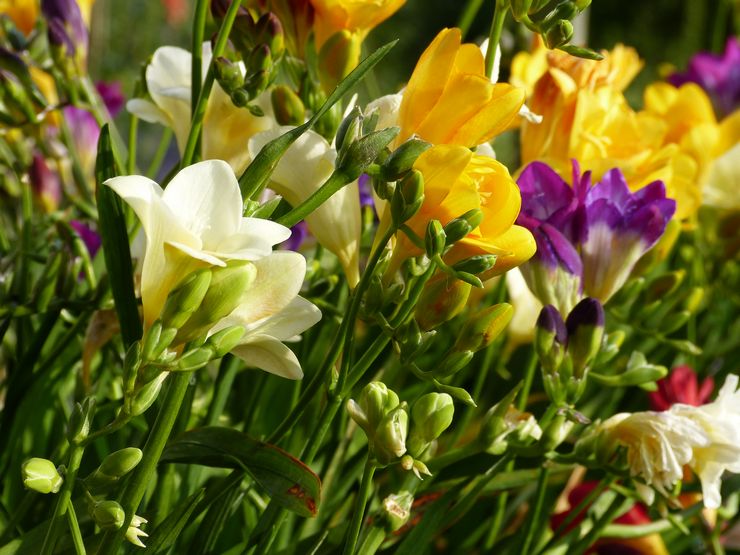 Freesia vård i trädgården