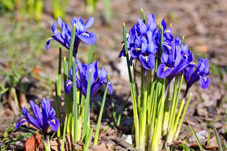 Iridodictium - plantering och vård i det öppna fältet. Odling av iridodictium, reproduktionsmetoder. Beskrivning, typer. Ett foto