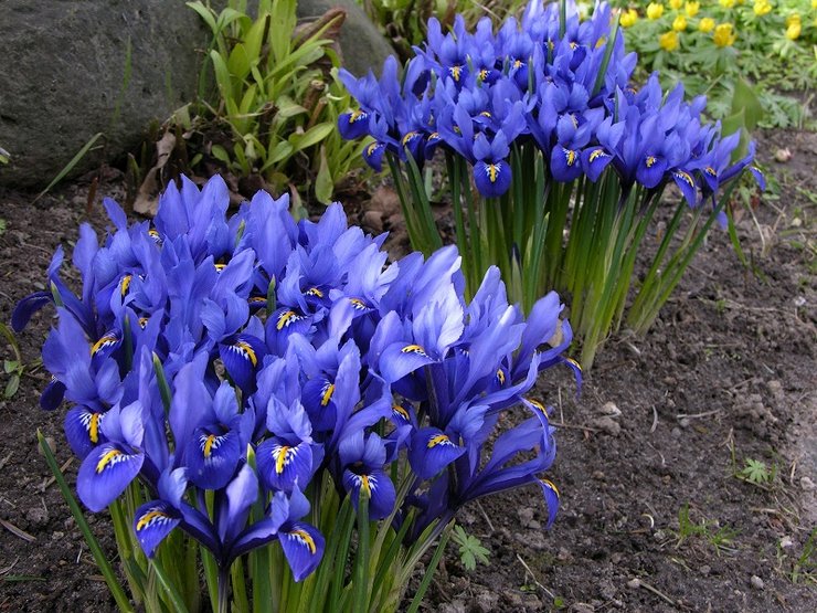 Plantering och vård av iridodictium i det öppna fältet