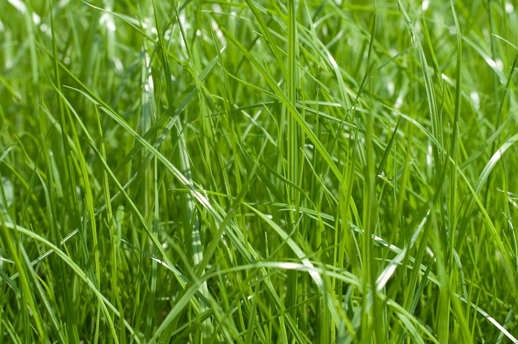 Ryegrass perennial perennial - penanaman dan penjagaan di ladang terbuka. Tumbuh ryegrass dari biji. Penerangan, jenis. Gambar