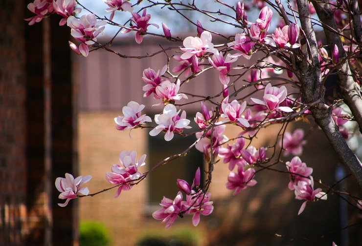 Magnolia - plantering och vård utomhus. Odla ett magnoliaträd, avelsmetoder. Beskrivning, typer. Ett foto