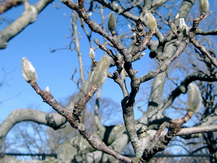 Magnolia efter blomning