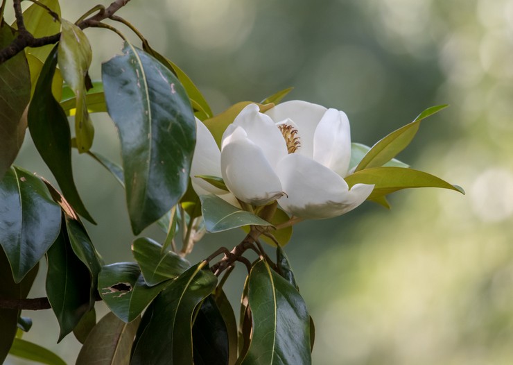 Jenis dan jenis magnolia