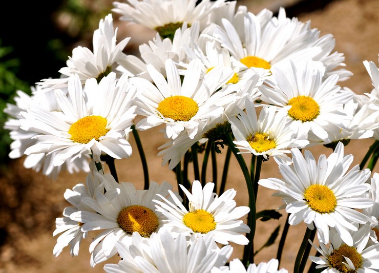 Chamomile - menanam dan merawat di ladang terbuka. Tumbuh chamomile dari biji, kaedah pembiakan. Penerangan, jenis. Gambar