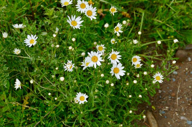 Penjagaan chamomile taman