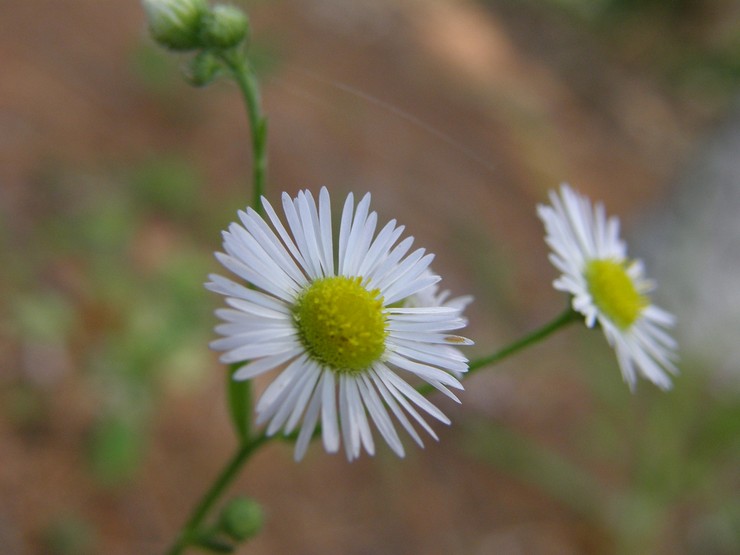 Jenis dan jenis chamomile