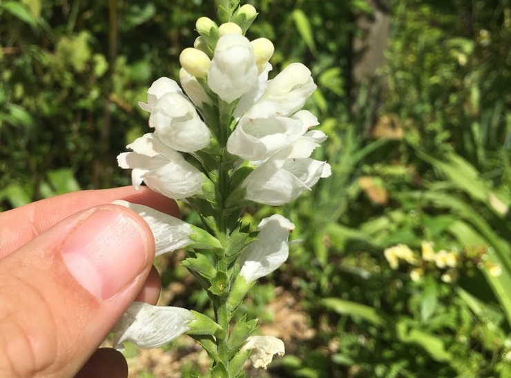 Physostegia selepas berbunga