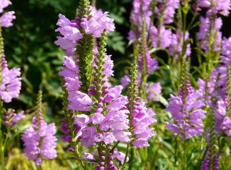 Physostegia - plantering och vård i det öppna fältet. Växande fysostegi från frön, reproduktionsmetoder. Beskrivning, typer. Ett foto