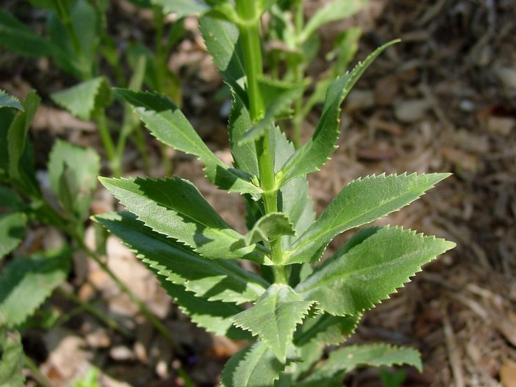 Plantera physostegia i öppen mark